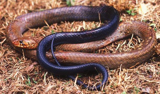 Black Tail Indigo Snake